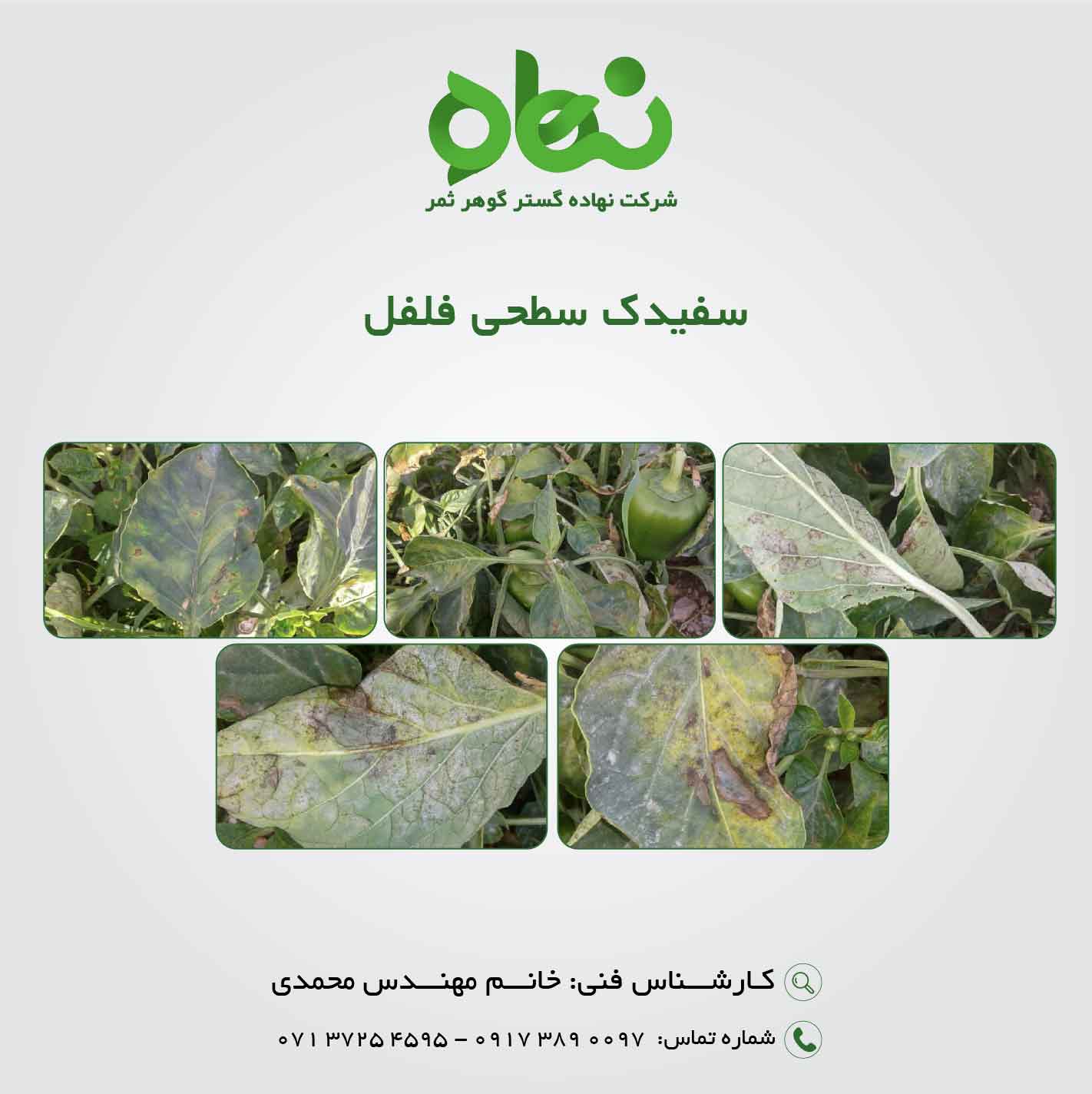 سفیدک سطحی فلفل